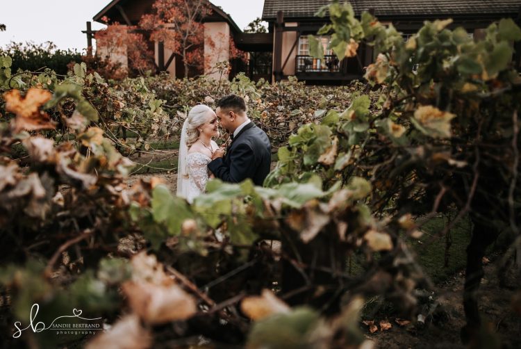 the vines wedding sunset